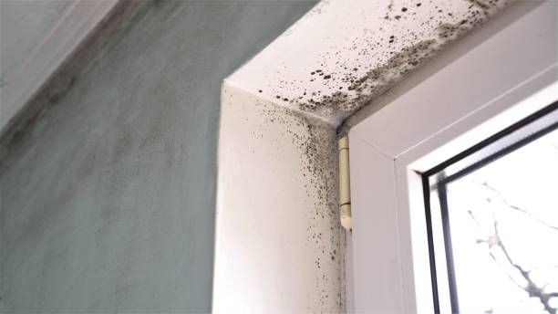 Best Mold Testing and Removal  in Shelburn, IN