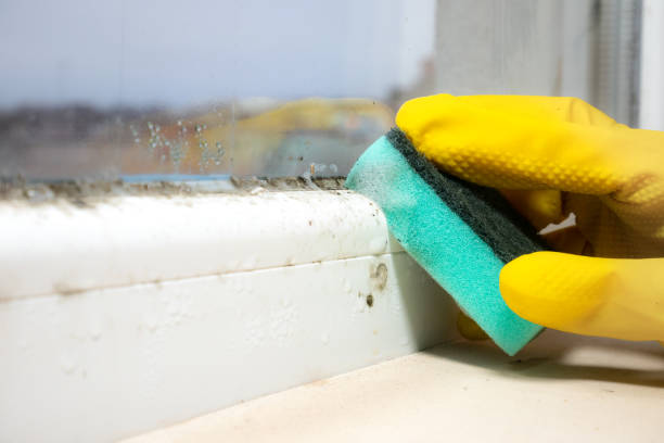 Best Professional Mold Removal  in Shelburn, IN