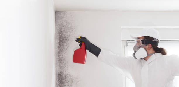 Best Mold Removal Company Near Me  in Shelburn, IN