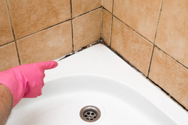 Mold Removal and Inspection in Shelburn, IN